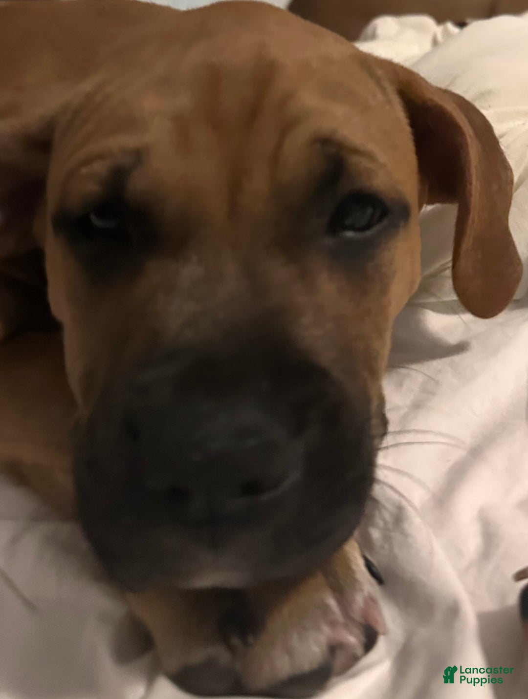 Mixed Breed dogs for sale: Junior  - Ad 4