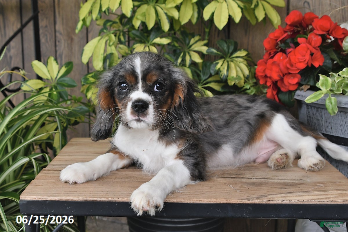 Cavalier King Charles Spaniel dogs Cody - Ad 1