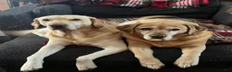Labrador Retriever dogs for stud: Reed (6y stud) - Ad 2
