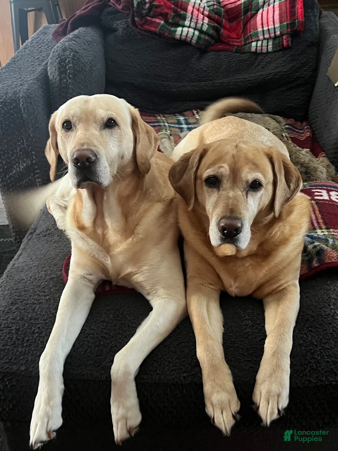 Labrador Retriever dogs for stud: Reed (6y stud) - Ad 2
