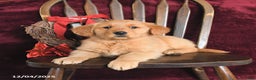 Golden Retriever dogs for sale: Jimmy - Ad 2