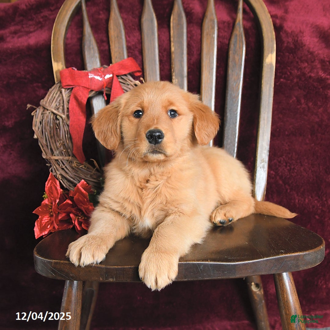Golden Retriever dogs for sale: Jimmy - Ad 2