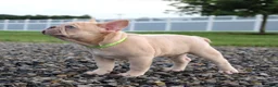 French Bulldog dogs for sale: Mack - Ad 3
