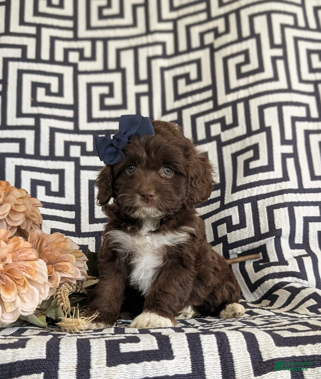 Cockapoo dogs for sale: Loralee Chocolate - Ad 1