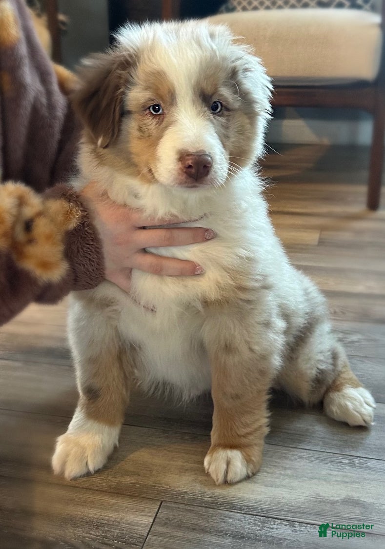 Miniature Australian Shepherd dogs Banks - Ad 1