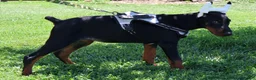 Doberman Pinscher dogs for sale: White - Ad 4