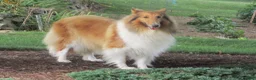 Collie dogs for sale: Bo-peep - Ad 8