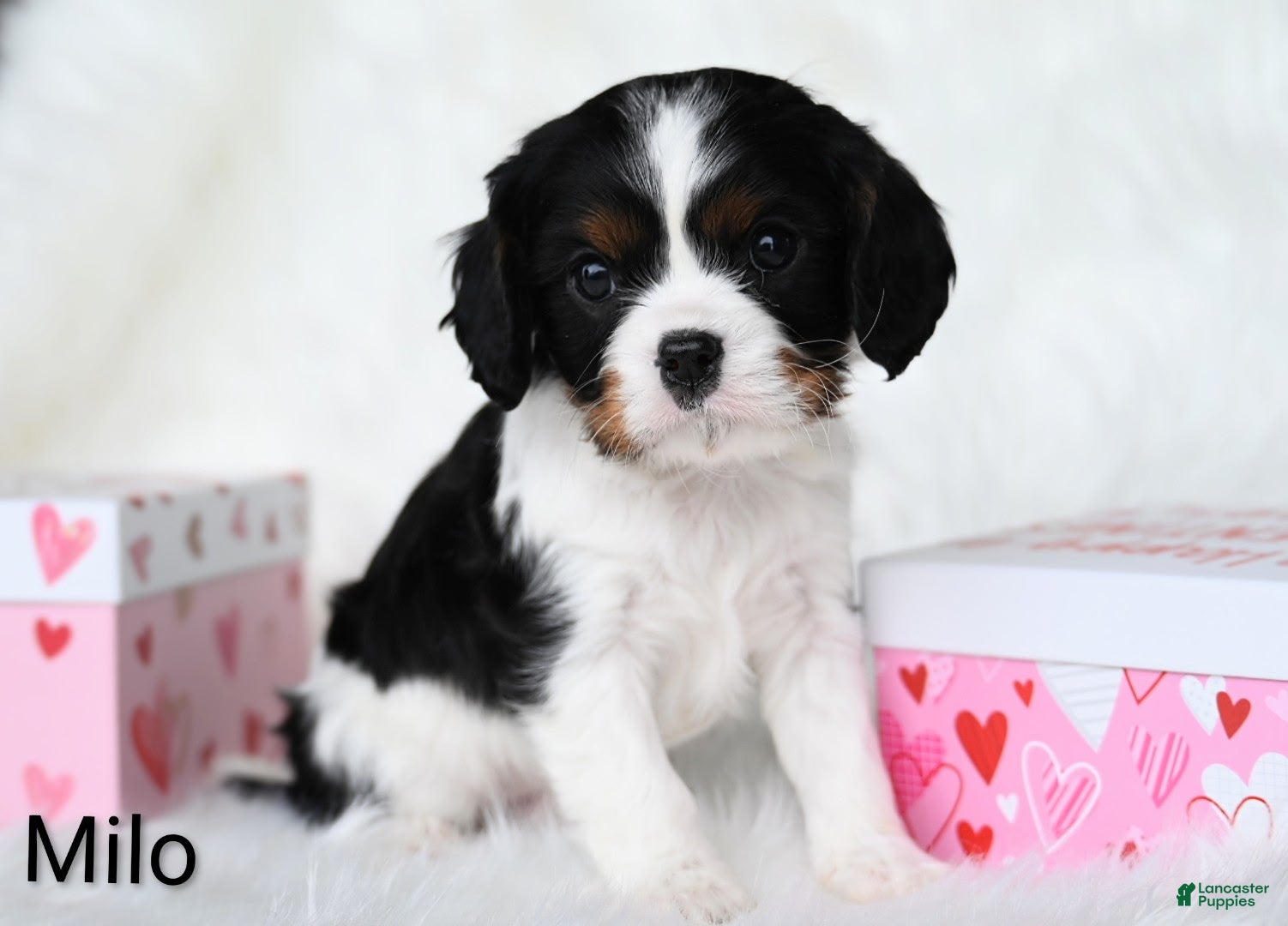 Cavalier King Charles Spaniel dogs for sale: Milo - Ad 2