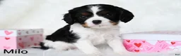 Cavalier King Charles Spaniel dogs for sale: Milo - Ad 1