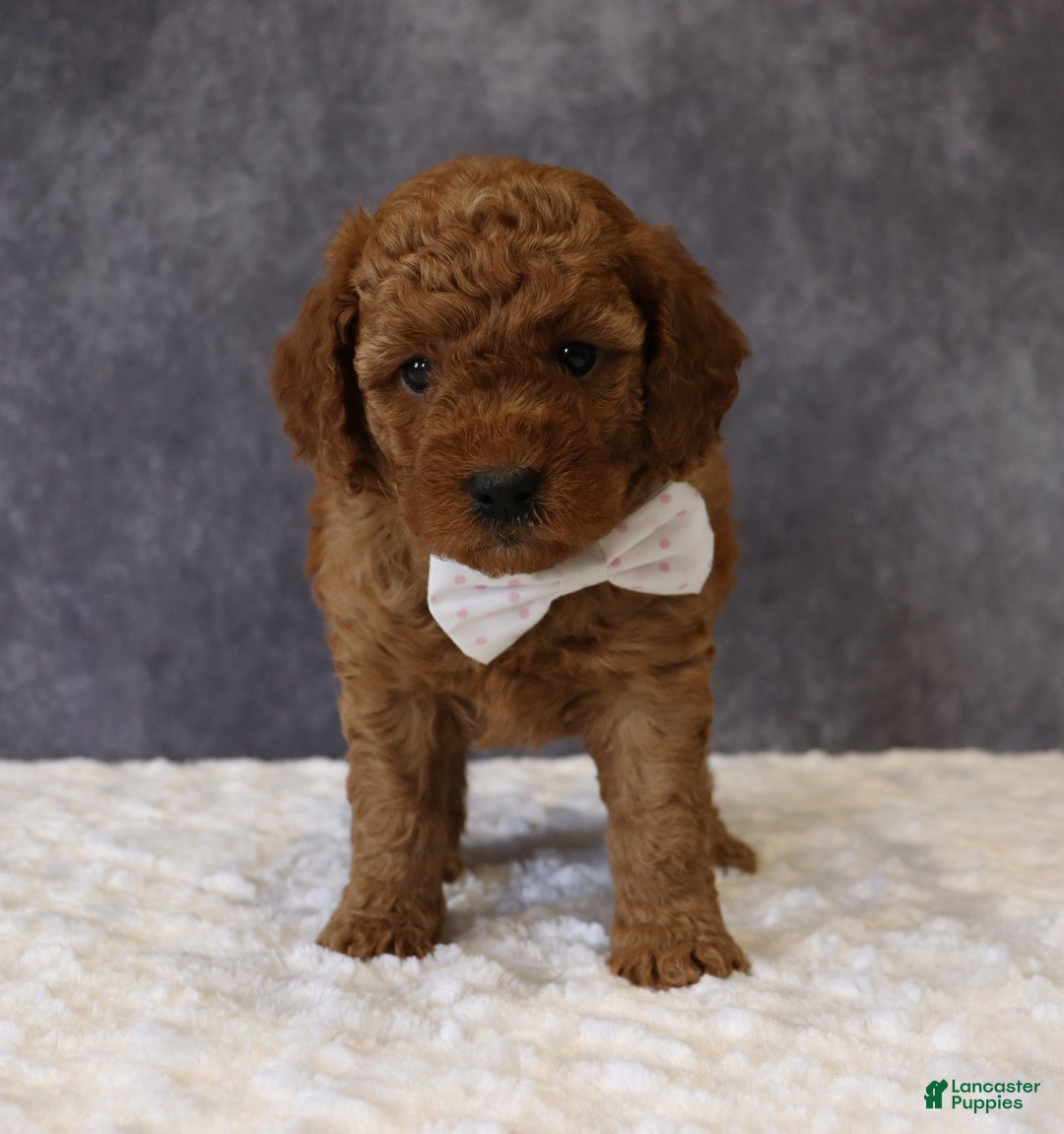 Mini Goldendoodle dogs for sale: Maeve - Ad 6