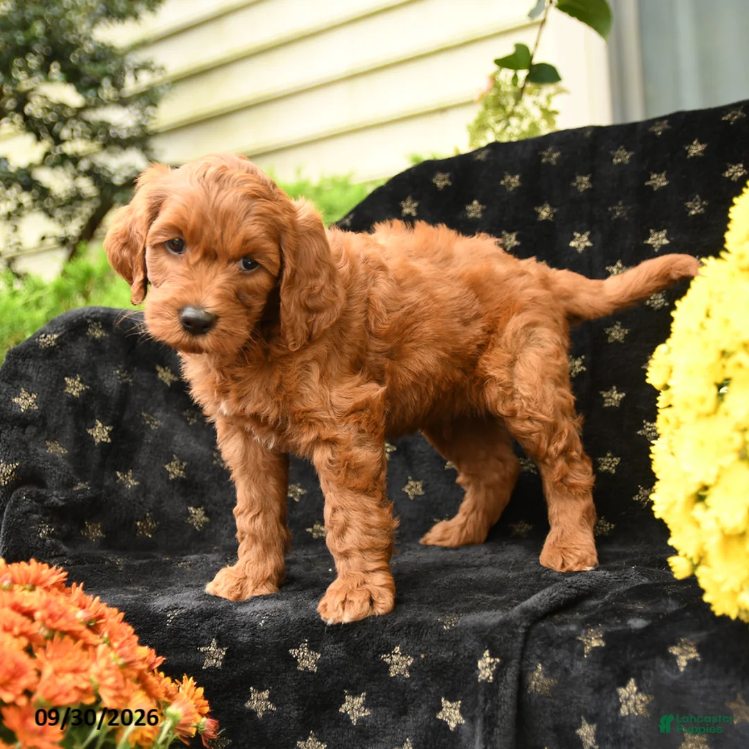 Mini Goldendoodle dogs for sale: Doc - Ad 2