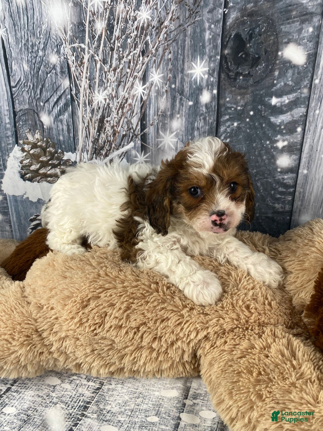 Cavapoo dogs for sale: Ranger - Ad 4