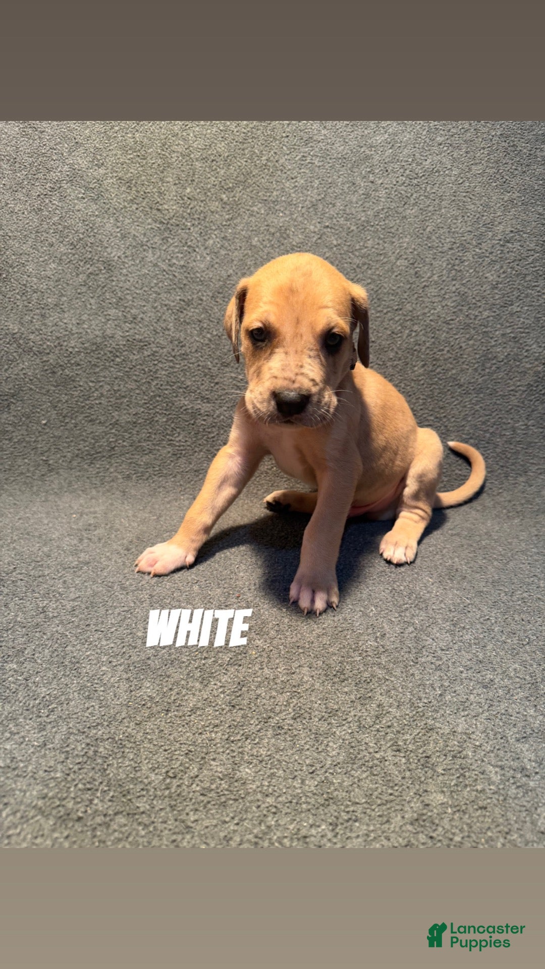Great Dane dogs White Collar - Ad 24
