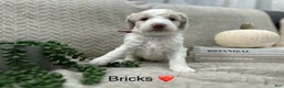 Goldendoodle dogs for sale: Bricks ❤️ - Ad 9