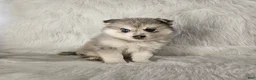 Pomsky dogs for sale: Ace - Ad 3