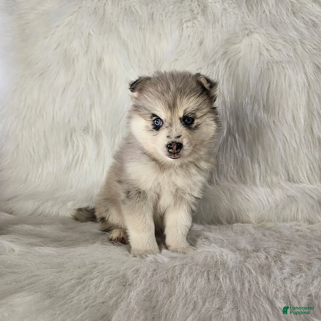Pomsky dogs for sale: Ace - Ad 3