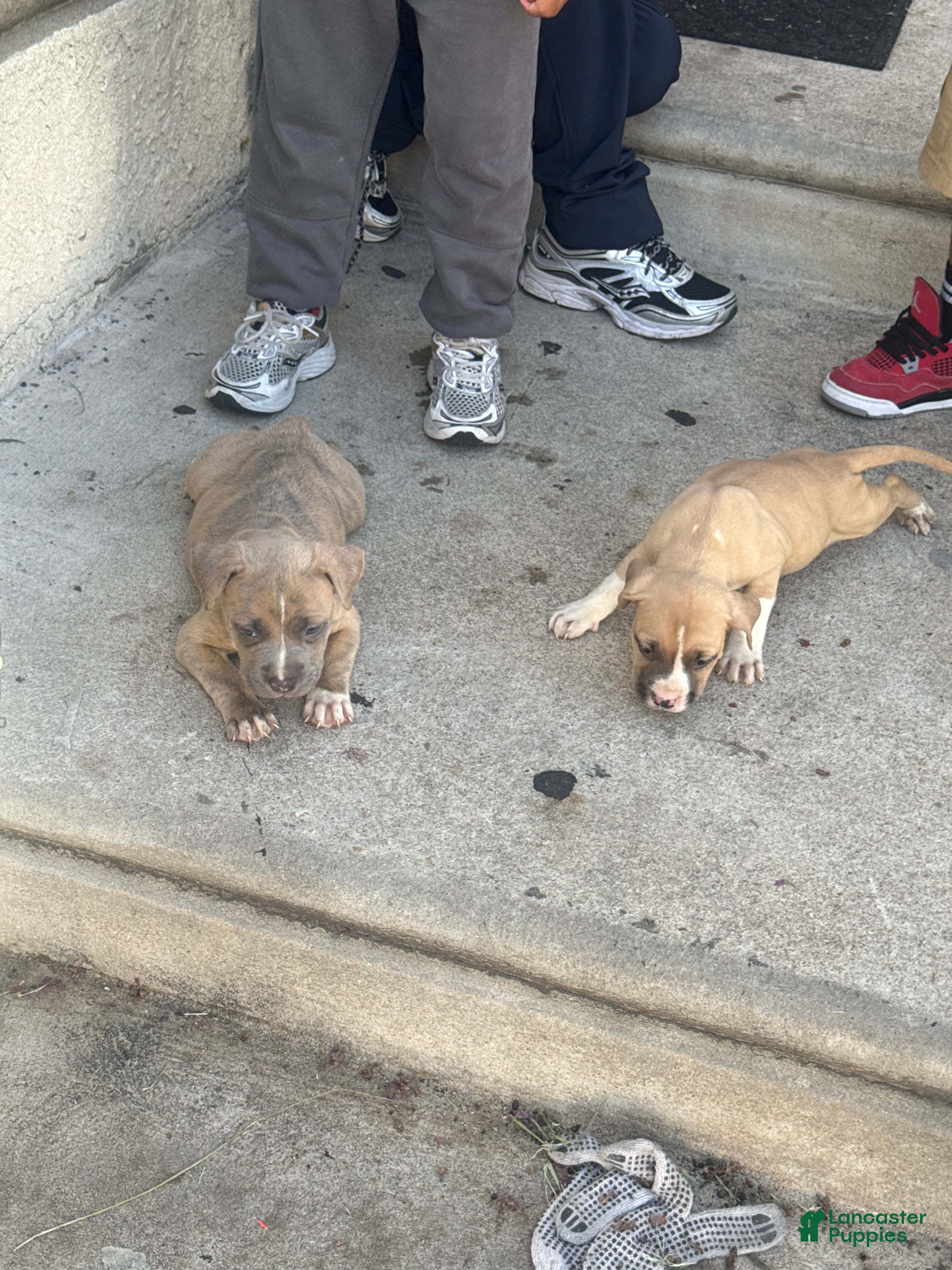 American Bully dogs American Bully 1 - Ad 10