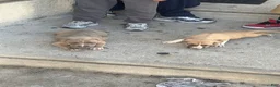 American Bully dogs for sale: American Bully 1 - Ad 1