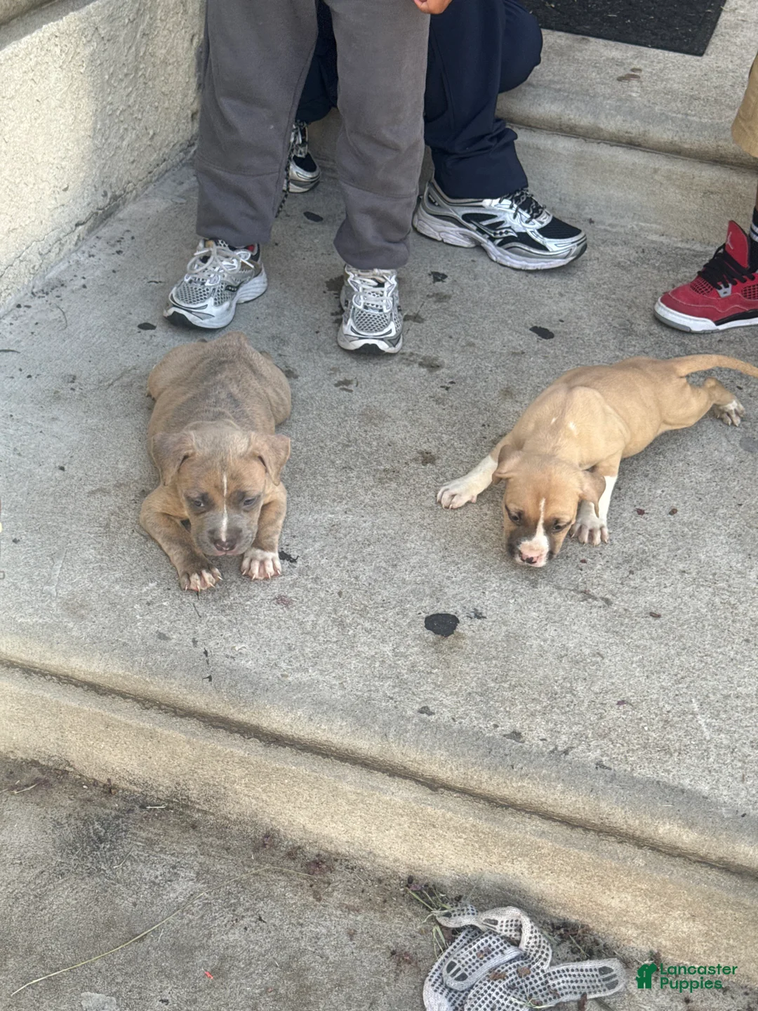 American Bully dogs for sale: American Bully 1 - Ad 1
