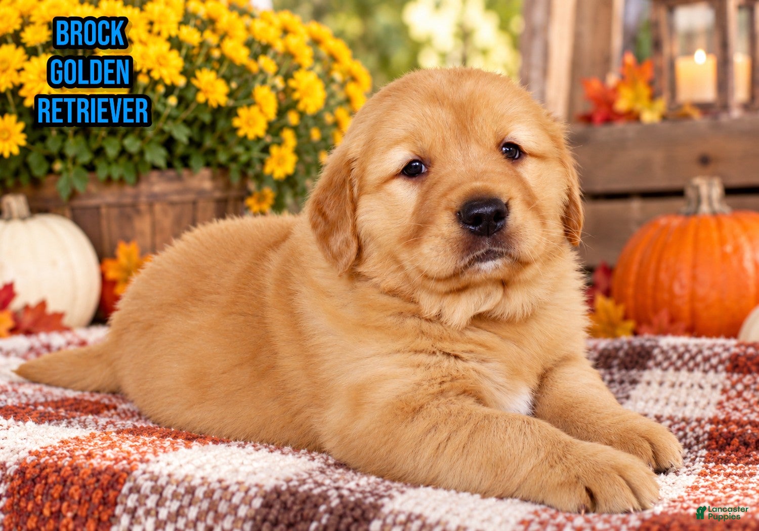 Golden Retriever dogs for sale: Brock Male AKC Golden Retriever - Ad 4