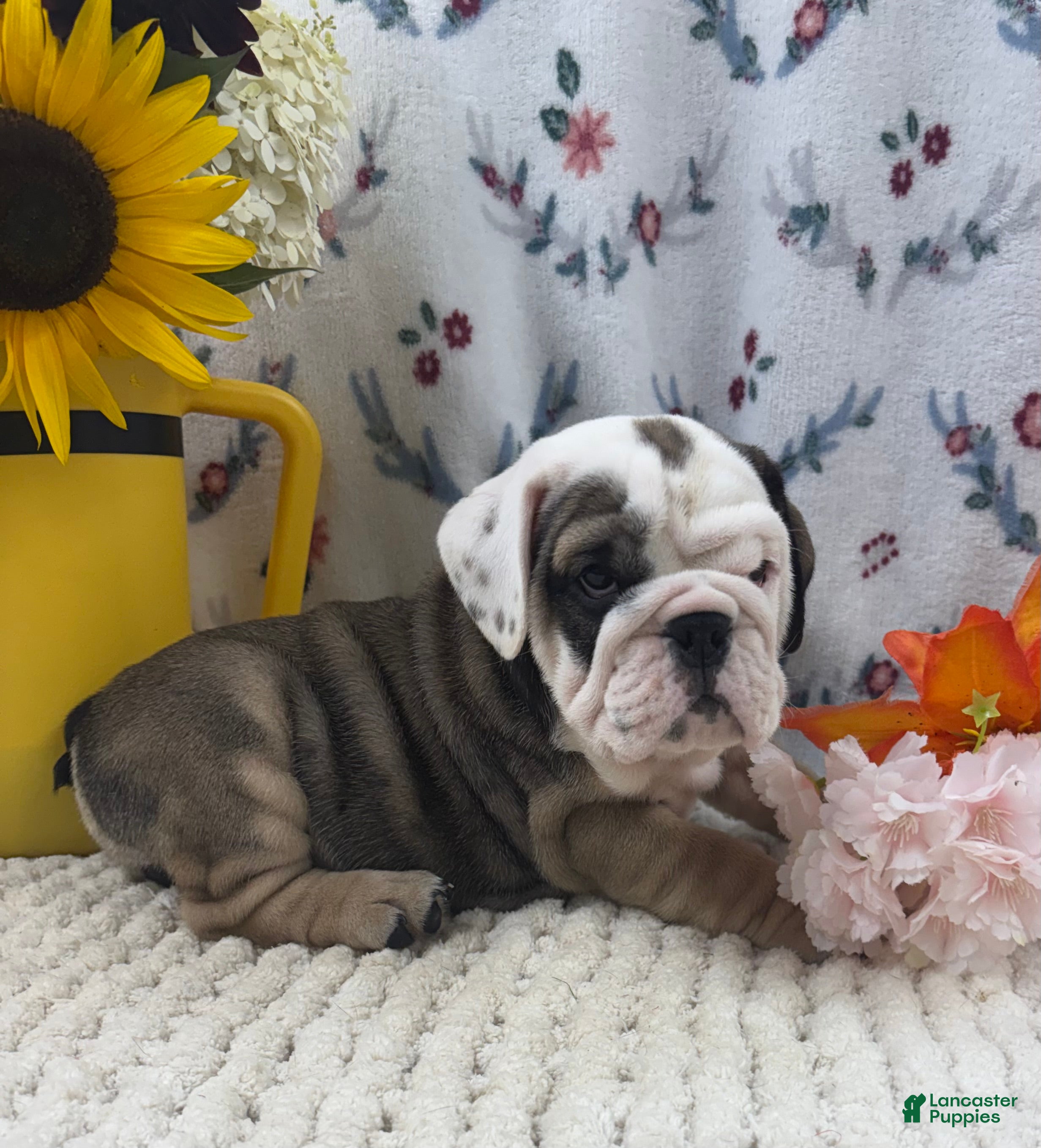 English Bulldog dogs Ryan - Ad 1