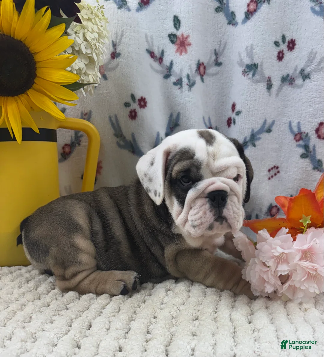 English Bulldog dogs for sale: Ryan - Ad 1