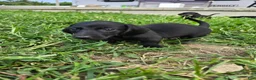 Miniature Dachshund dogs for sale: Miniature Dachshund 1 - Ad 3