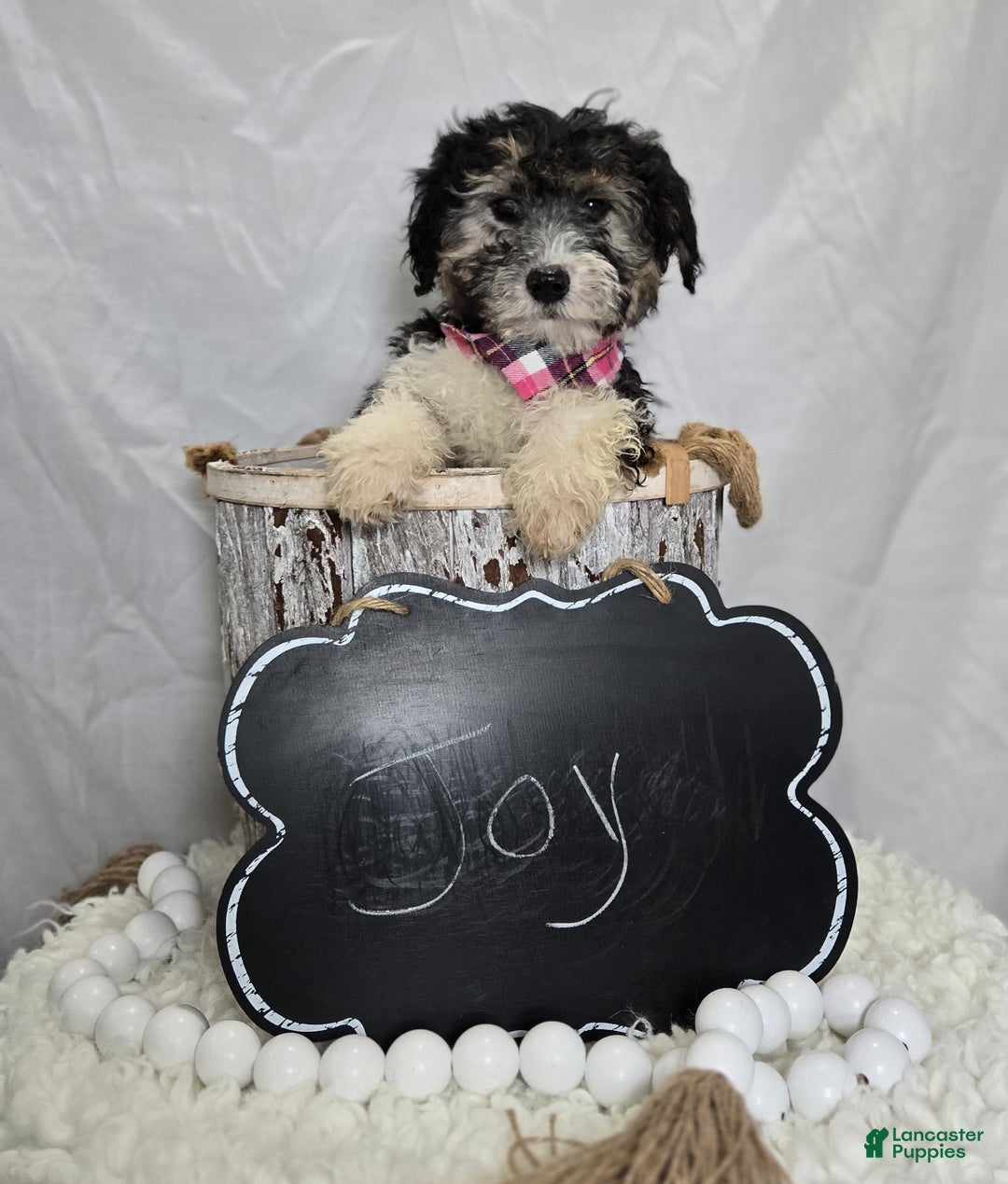 Mini Sheepadoodle dogs for sale: Joy - Ad 2