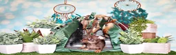 Chihuahua dogs for sale: Sassy - Ad 1