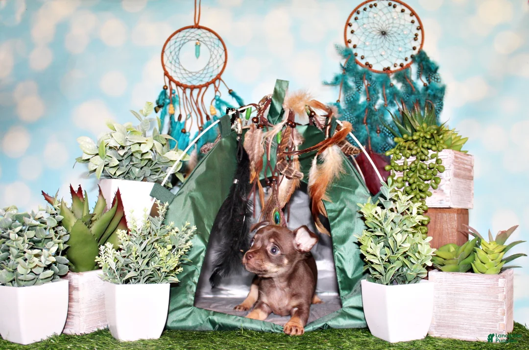 Chihuahua dogs for sale: Sassy - Ad 1