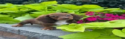 Miniature Dachshund dogs for sale: Diago - Ad 3