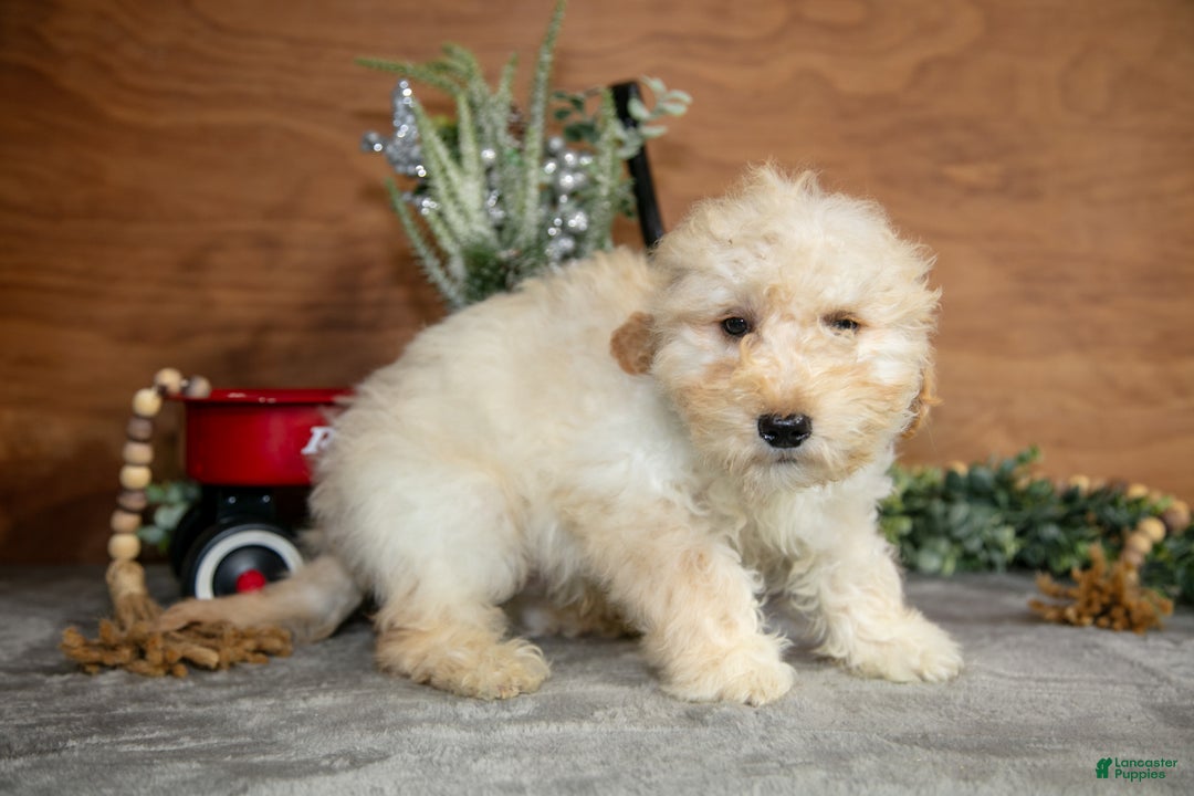 Mini Goldendoodle dogs for sale: Harrison - Ad 3