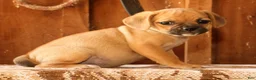 Puggle dogs for sale: Rosie - Ad 3