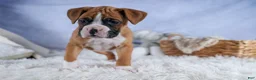 Boxer dogs for sale: Sawyer - Ad 14