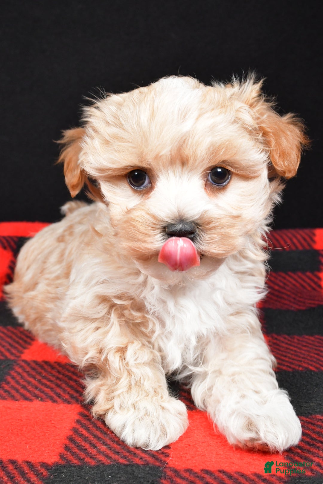 Maltipoo dogs for sale: Franklin - Ad 6