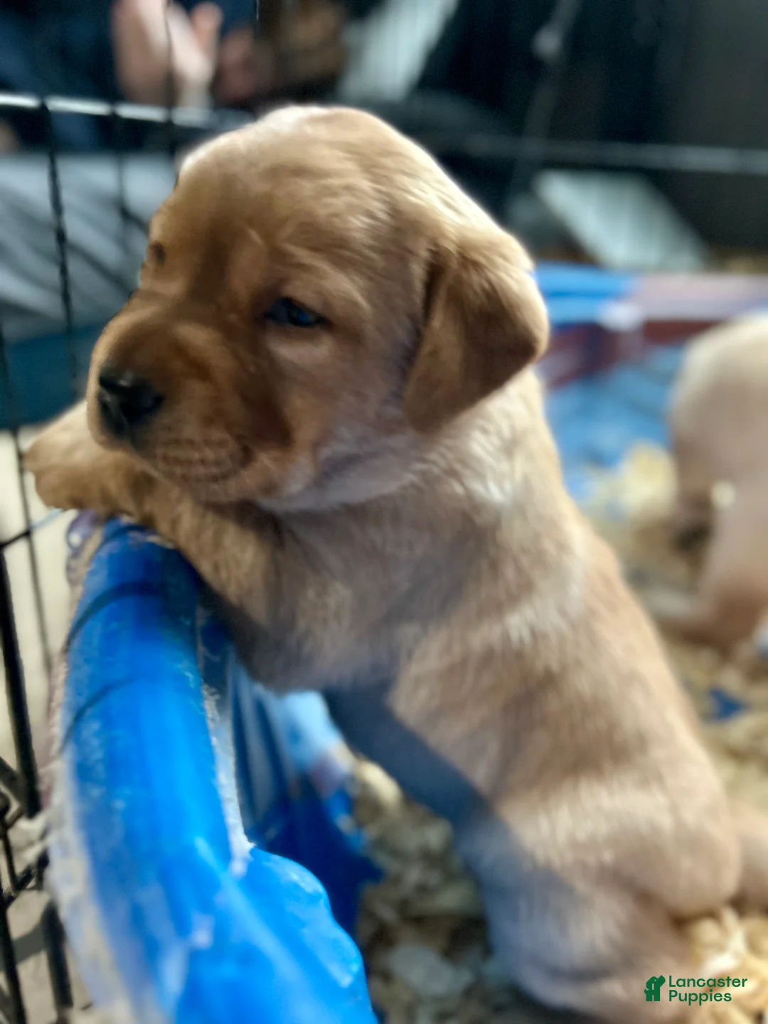 Labrador Retriever dogs for sale: Red - Ad 3