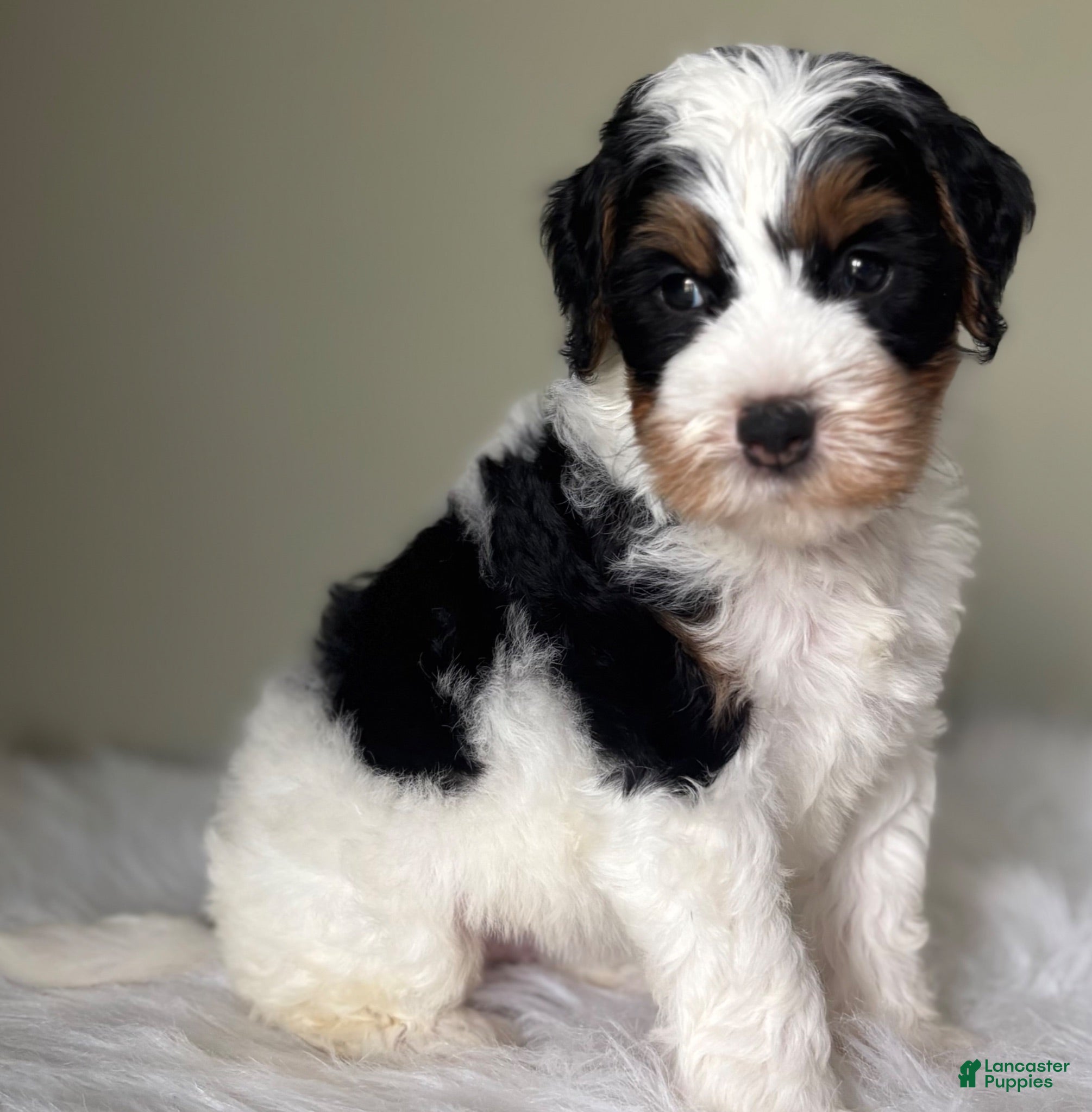 Mini Bernedoodle dogs Stack - Ad 2