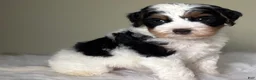 Mini Bernedoodle dogs for sale: Stack - Ad 2