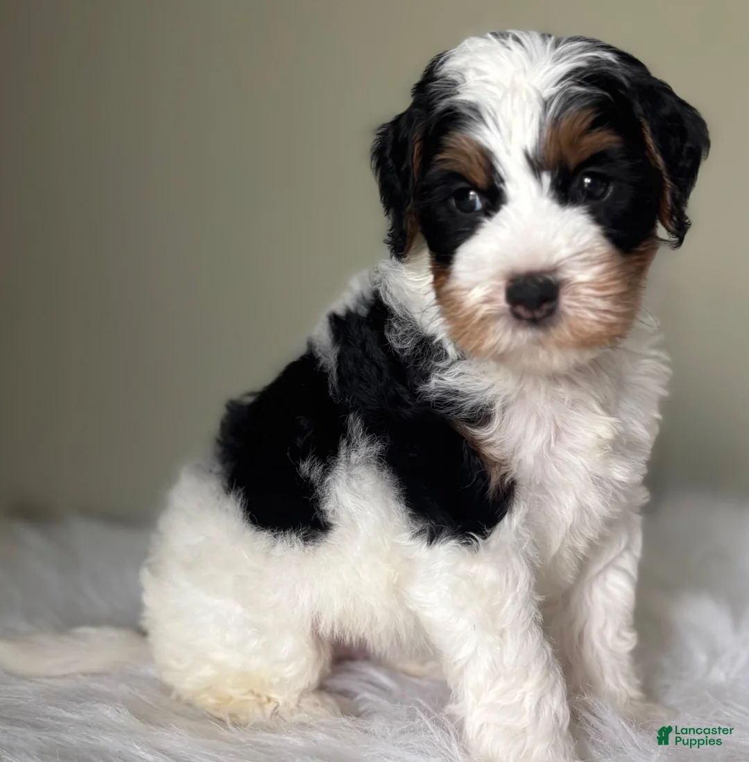 Mini Bernedoodle dogs for sale: Stack - Ad 2