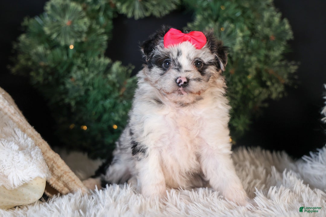 Mini Aussiedoodle dogs for sale: Gabby - Ad 12