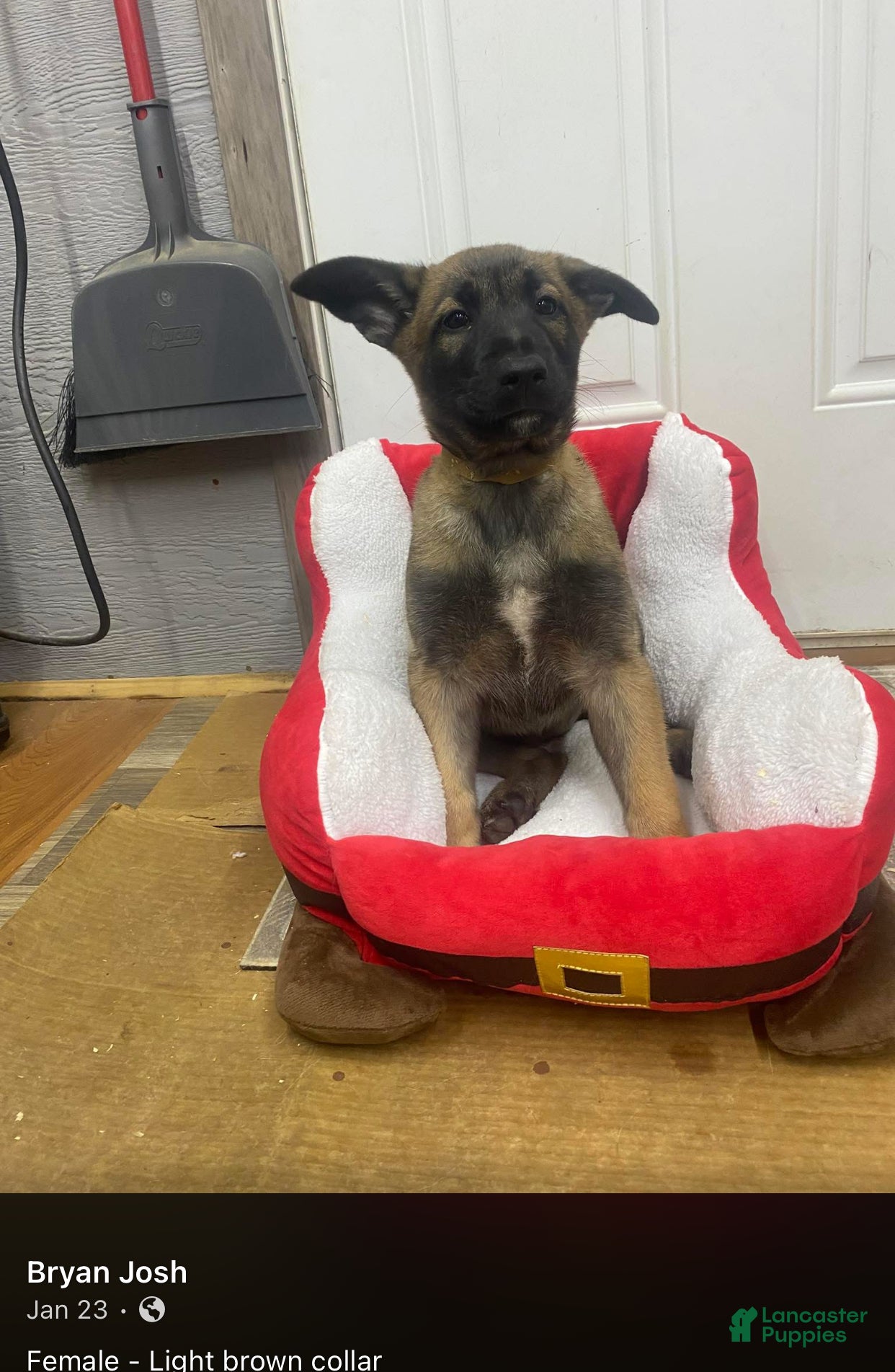 Mixed Breed dogs Mixed Breed Puppy 5 - Ad 22