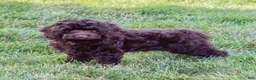 Cockapoo dogs for sale: Arlo - Ad 4
