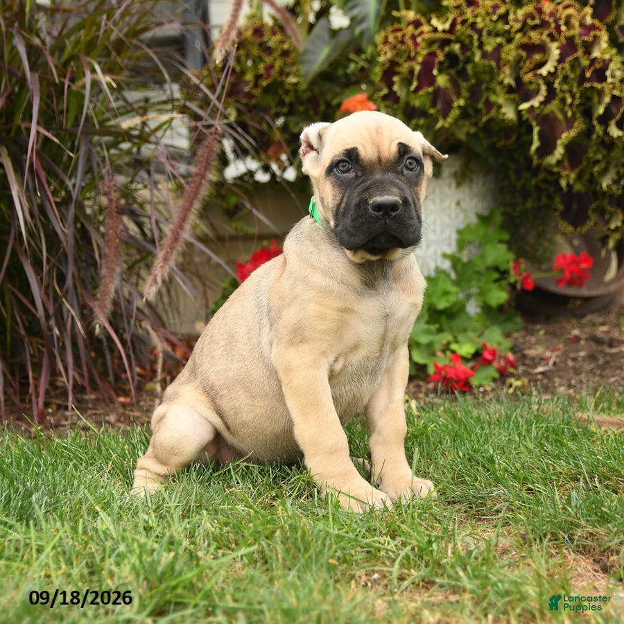 Cane Corso dogs Quincy - Ad 1