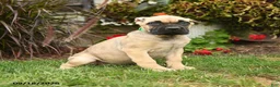 Cane Corso dogs for sale: Quincy - Ad 1
