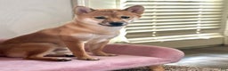 Shiba Inu dogs for sale: Joey - Ad 3