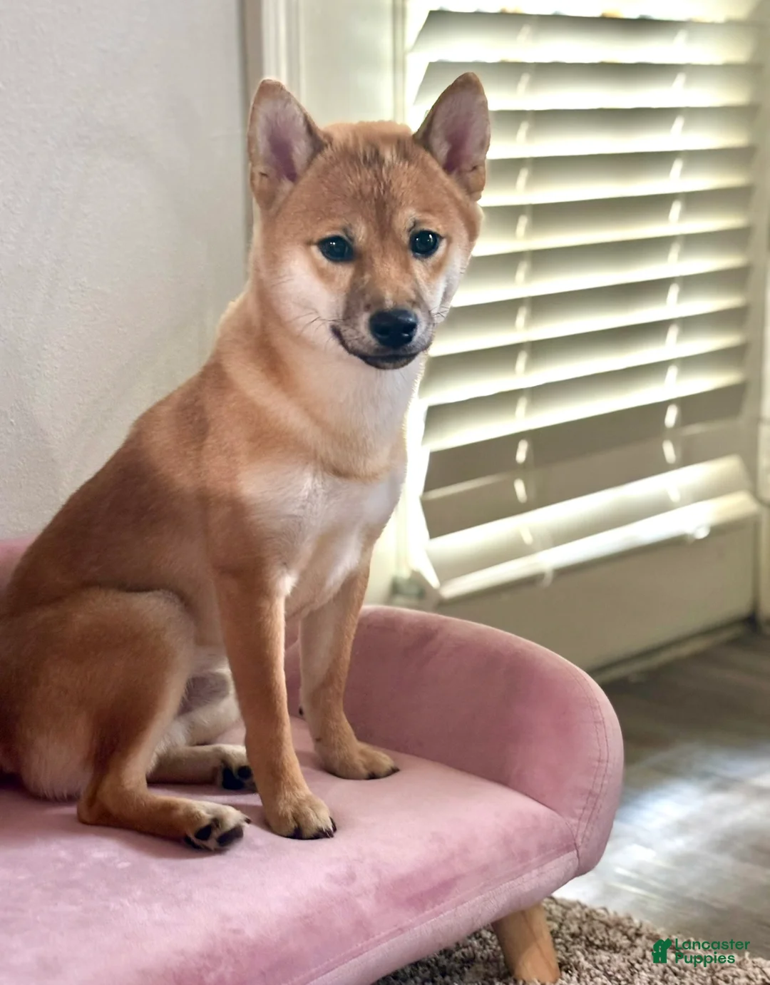Shiba Inu dogs for sale: Arlo - Ad 4