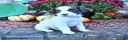 English Springer Spaniel dogs for sale: Angel - Ad 4