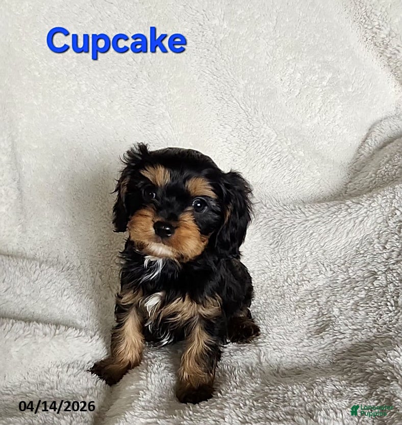 Cavapoo dogs Cupcake - Ad 27