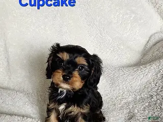 Cavapoo dogs Cupcake - Ad 27