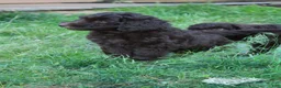 Labradoodle dogs for sale: Orion - Ad 6